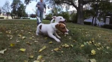 Sahibinin önünde koşan komik köpekler.