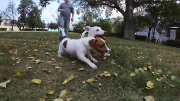 Sahibinin önünde koşan komik köpekler. — Stok video