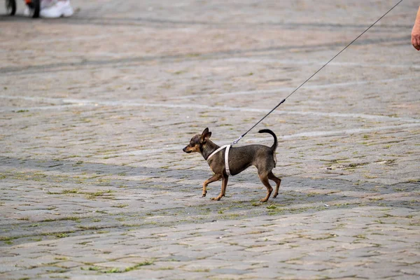 Μικρό σκυλί περπατά με λουρί — Φωτογραφία Αρχείου