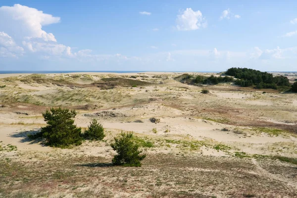 Deserto árido com arbustos verdes — Fotografia de Stock