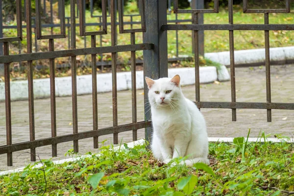 Gato callejero sentado en el césped cerca de la cerca —  Fotos de Stock