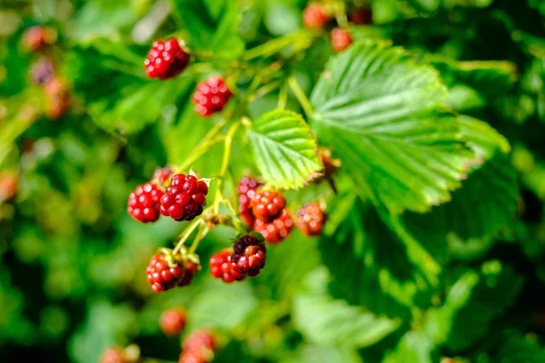 Ripe raspberry on green branch in forest — Stock Photo, Image