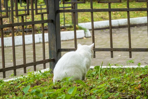 Gato branco sentado perto da cerca — Fotografia de Stock