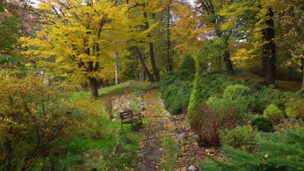 Rolig gyde i efteråret skov – Stock-video