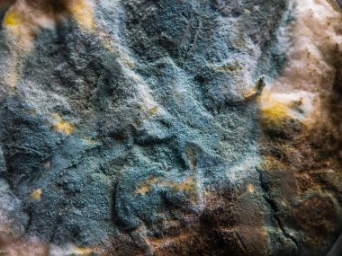 Çeşitli küflerle kaplı bir taş.