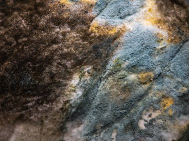 Çeşitli küflerle kaplı bir taş.