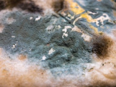 Çeşitli küflerle kaplı bir taş.