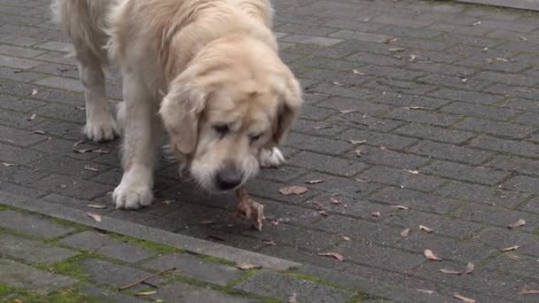 Flauschiger Hund genießt Knochen auf Stadtstraße — Stockvideo