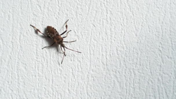 Bug crawling on rough wall — Stock Video