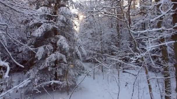 Árvores cobertas de neve na floresta de inverno — Vídeo de Stock