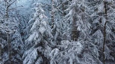 Kış Ormanında Karla Kaplanmış Ağaçlar