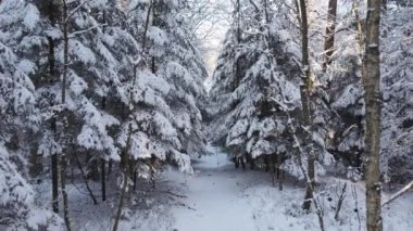 Kış Ormanında Karla Kaplanmış Ağaçlar