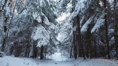 Kış ormanlarında karlı patika