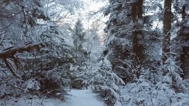 Сніжний слід у зимовому лісі. — стокове відео