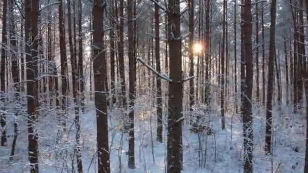 Zon schijnt door winterbossen — Stockvideo