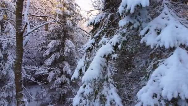 Snöiga granar i vinterskogen — Stockvideo