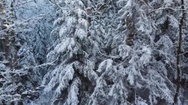 Kış Ormanında Karla Kaplanmış Ağaçlar