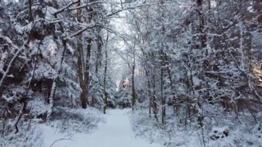 Kış ormanlarında karlı patika