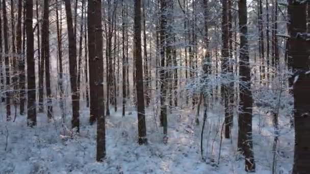 Slunce svítí zimními lesy — Stock video