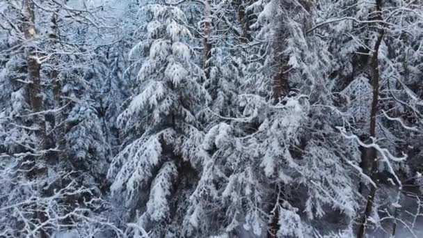 Arbres enneigés dans la forêt d'hiver — Video
