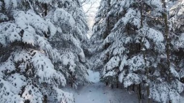Kış günü karlı kozalaklı orman