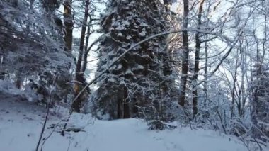 Kış ormanlarında karlı patika