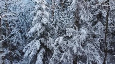 Kış Ormanında Karla Kaplanmış Ağaçlar