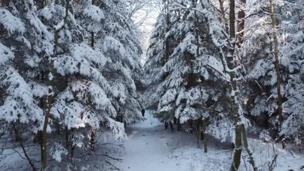Floresta de coníferas nevadas no dia de inverno — Vídeo de Stock