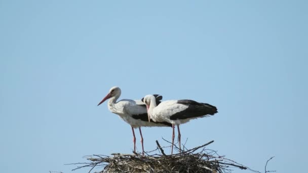 Storchenpaar im Nest — Stockvideo