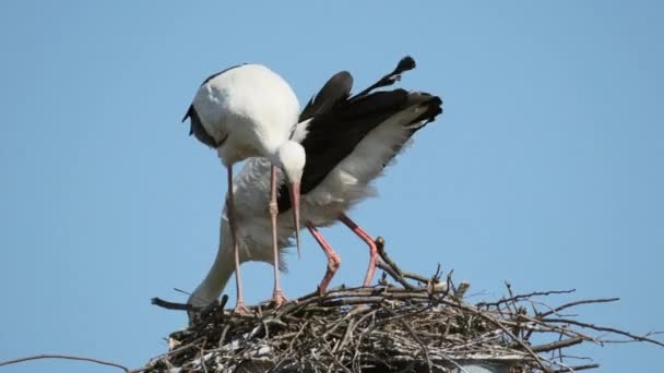 Couple de cigognes adultes dans le nid — Video