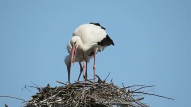 Yuvada iki yetişkin leylek