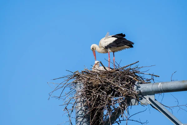 Cigogne avec poussin dans le nid — Photo