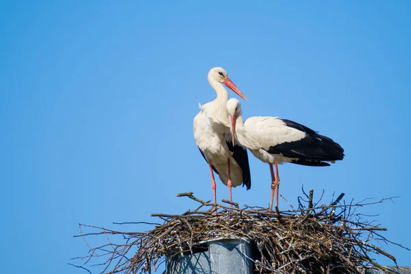 Couple of storks in nest in summer — Stock Photo, Image
