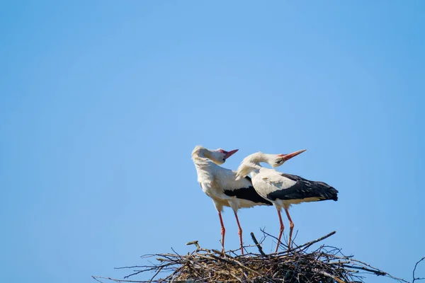 Gracieuses cigognes se penchant contre le ciel bleu — Photo