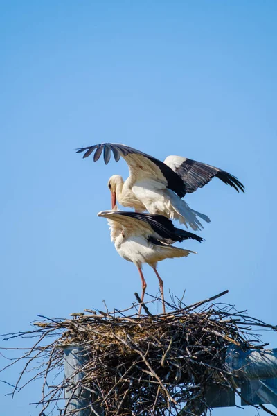 Störche paaren sich im Nest bei blauem Himmel — Stockfoto