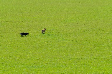 Tüylü köpekler yeşil çayırlarda birlikte yürüyor.