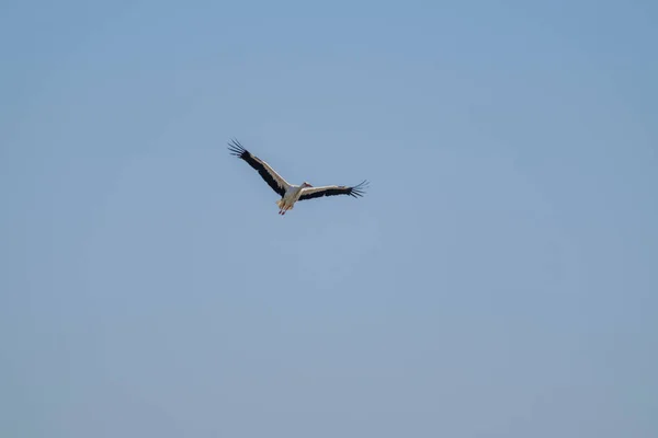 Storch fliegt in blauem Himmel — Stockfoto