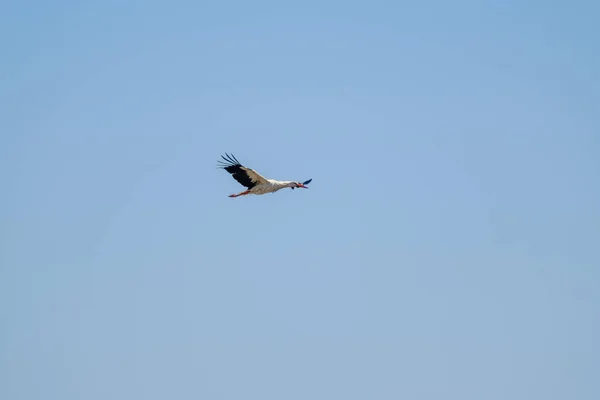 Cigogne volant dans le ciel bleu — Photo