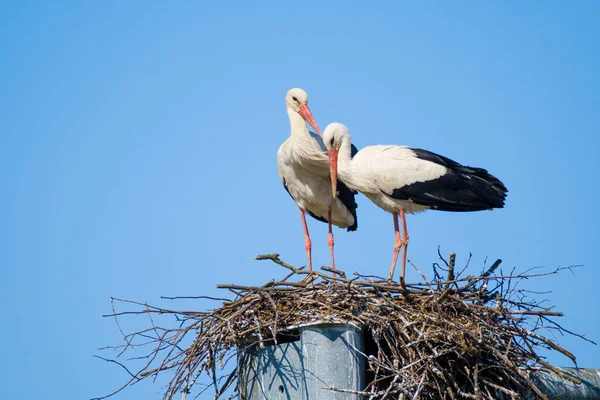 Störche stehen am sonnigen Tag im Nest — Stockfoto