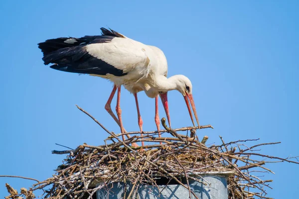 Řečníci diskutují o obchodních problémech v hledišti — Stock fotografie