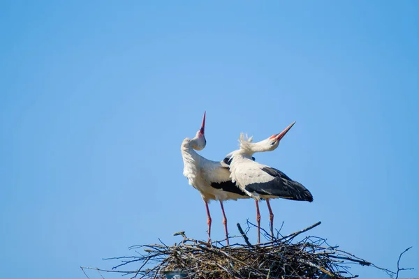 Graciösa storkar böjer sig mot blå himmel — Stockfoto