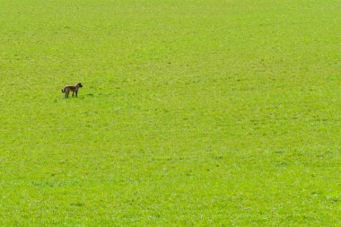 Köpeğin güneşli bir günde tarlada durması