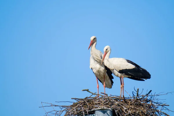 Couple de cigognes dans le nid en été — Photo