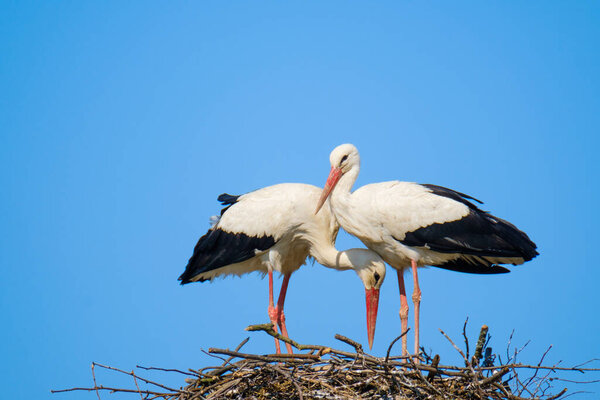 Couple of storks building nest together