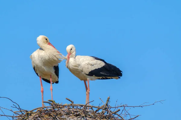 Storks standing in nest on sunny day in summer — Stock Photo, Image