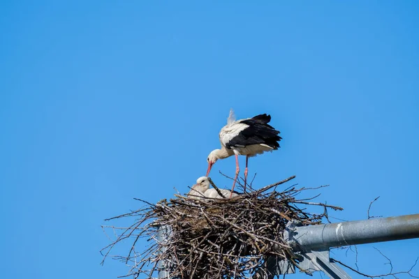 Cigogne avec poussin dans le nid — Photo