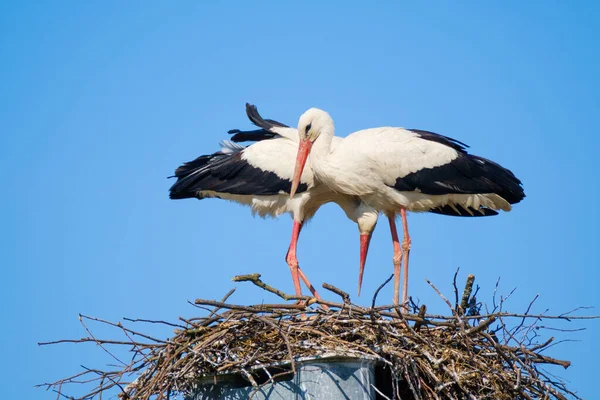 Un par de cigüeñas construyen un nido juntas — Foto de Stock
