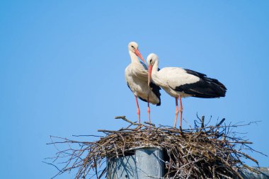 Leylekler güneşli bir günde yuvada duruyorlar