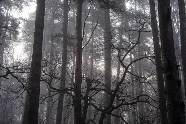 Árvores crescendo na floresta na manhã nebulosa — Fotografia de Stock