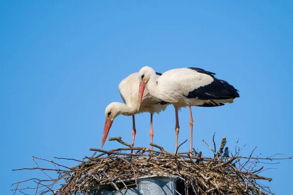 Un par de cigüeñas construyen un nido juntas — Foto de Stock